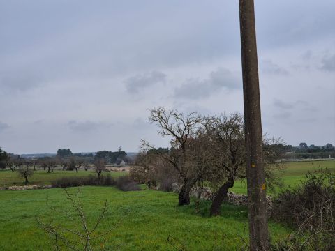 Carraro dei girardi