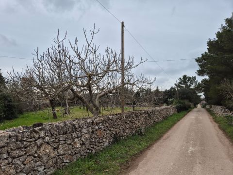 Carraro dei girardi