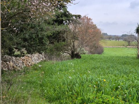 Carraro dei girardi