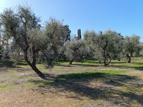 Contrada Sant' Anna - Casarano