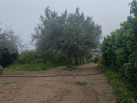 Bommiscuro