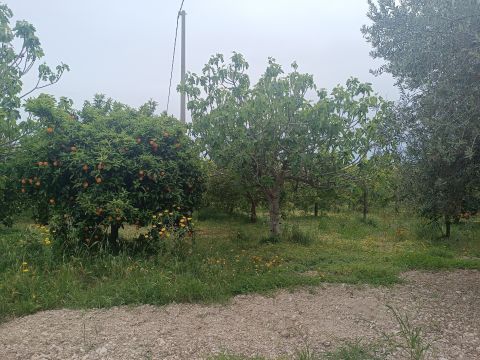 Bommiscuro
