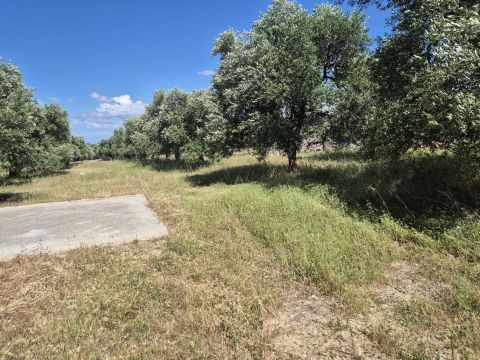 Viale Pandolfelli