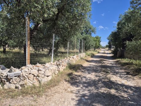 Viale Pandolfelli