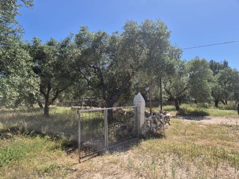 Viale Pandolfelli