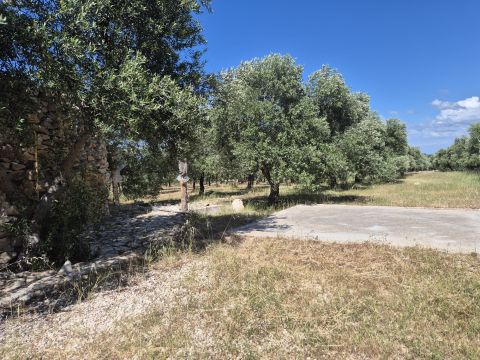 Viale Pandolfelli