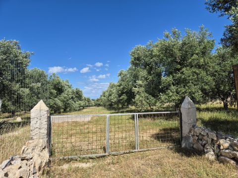 Viale Pandolfelli