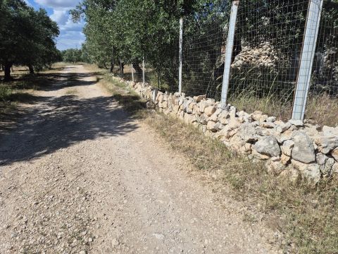 Viale Pandolfelli