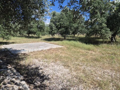 Viale Pandolfelli