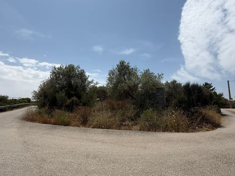 SV Li Curuneddi tronco A