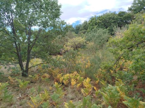 Strada Milia - Biancavilla