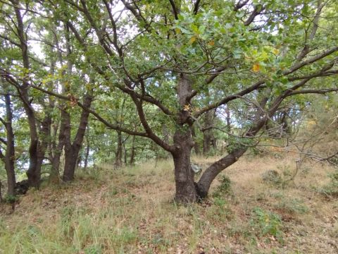 Strada Milia - Biancavilla