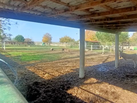 Via Campanella - Suardi