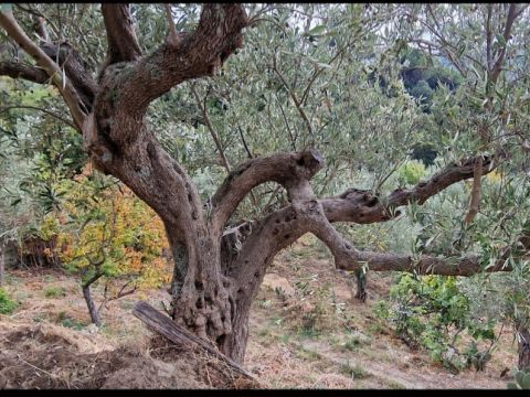 Via Giuseppe Maria Muscari - Catanzaro