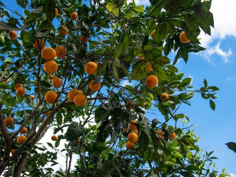 Via Congregazione, 23 - Spongano