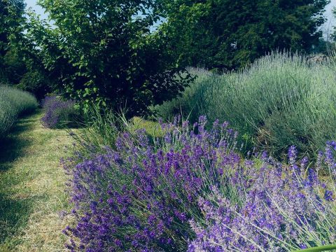 Via Gabbiana, 6 - Castellucchio