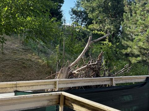 Via Puccini - Solignano