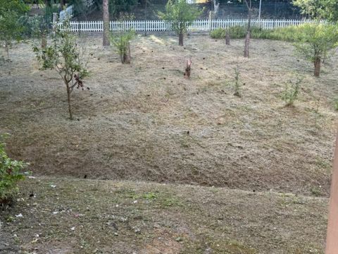 Via Puccini - Solignano