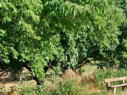 Roncitelli, AN, Italia - Senigallia