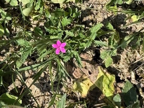 LOCALITA' GOTRA - Albareto