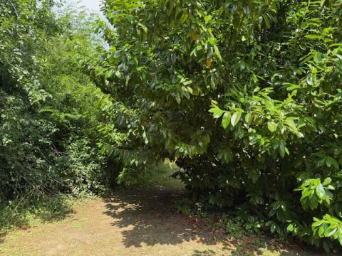 LOCALITA' GOTRA - Albareto