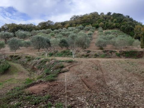 Contrada Mortella - Marcellinara