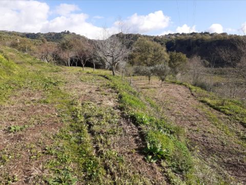 Contrada Mortella - Marcellinara