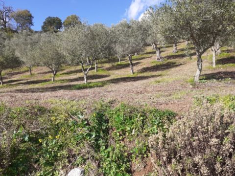 Contrada Mortella - Marcellinara