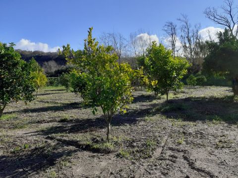 Contrada Mortella - Marcellinara