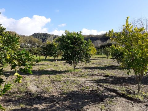 Contrada Mortella - Marcellinara