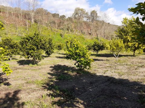 Contrada Mortella - Marcellinara