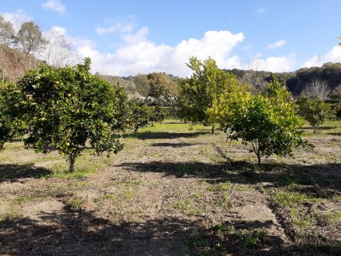 Contrada Mortella - Marcellinara