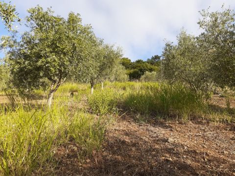 Contrada Mortella - Marcellinara
