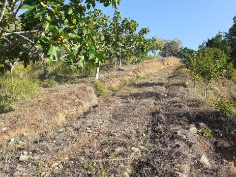 Contrada Mortella - Marcellinara