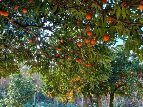 Contrada Mortella - Marcellinara