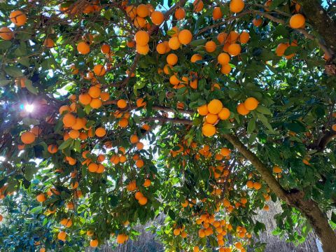 Contrada Mortella - Marcellinara