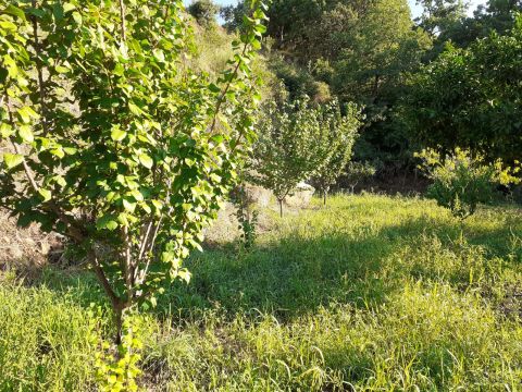 Contrada Mortella - Marcellinara