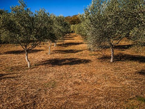 Contrada Mortella - Marcellinara