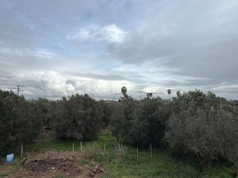 Via del Tronco - Aprilia