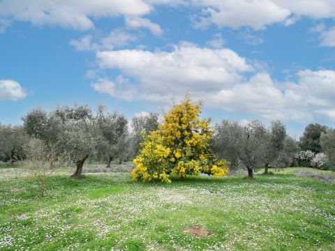 Via Valle del Muraglione - Canale Monterano