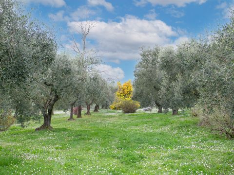 Via Valle del Muraglione - Canale Monterano