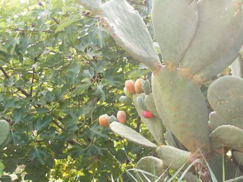 Contrada Pantano - Reitano