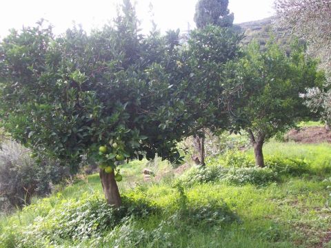 Contrada Pantano - Reitano