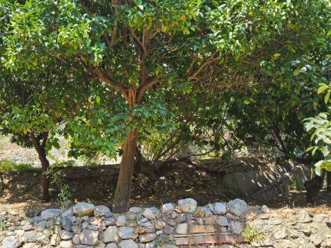 Via Sant'Angelo, 15 - Grotteria