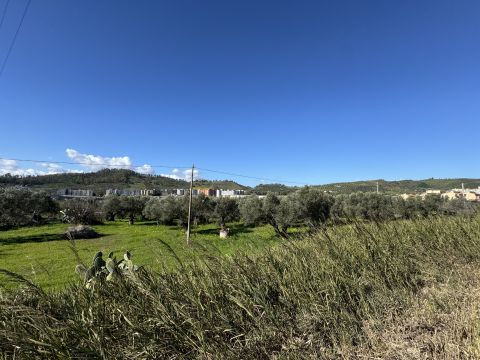 Viale Magna Grecia - Catanzaro