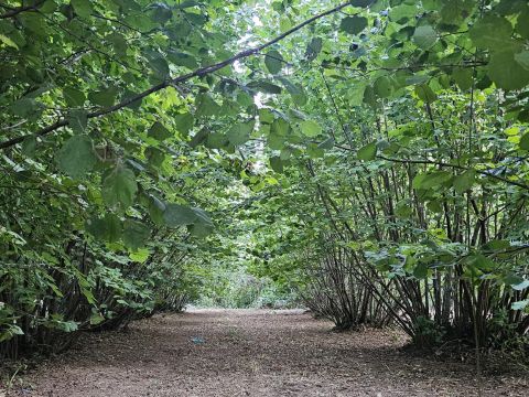 SP26, 68 - Vignanello