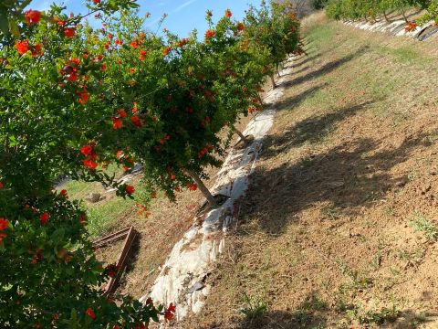 S.P. Supersano/Scorrano - Contrada Montinati - Supersano
