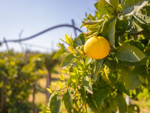 Strada Provinciale 107 - Giovinazzo