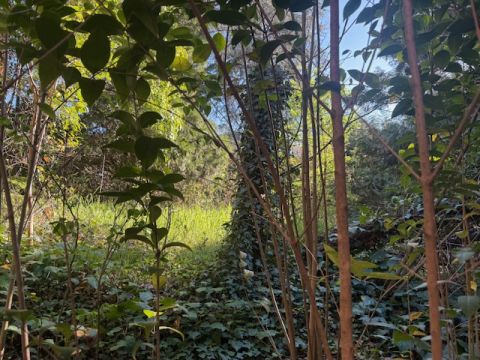 Via Claudia - Maranello