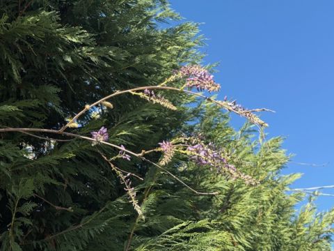 Via Claudia - Maranello